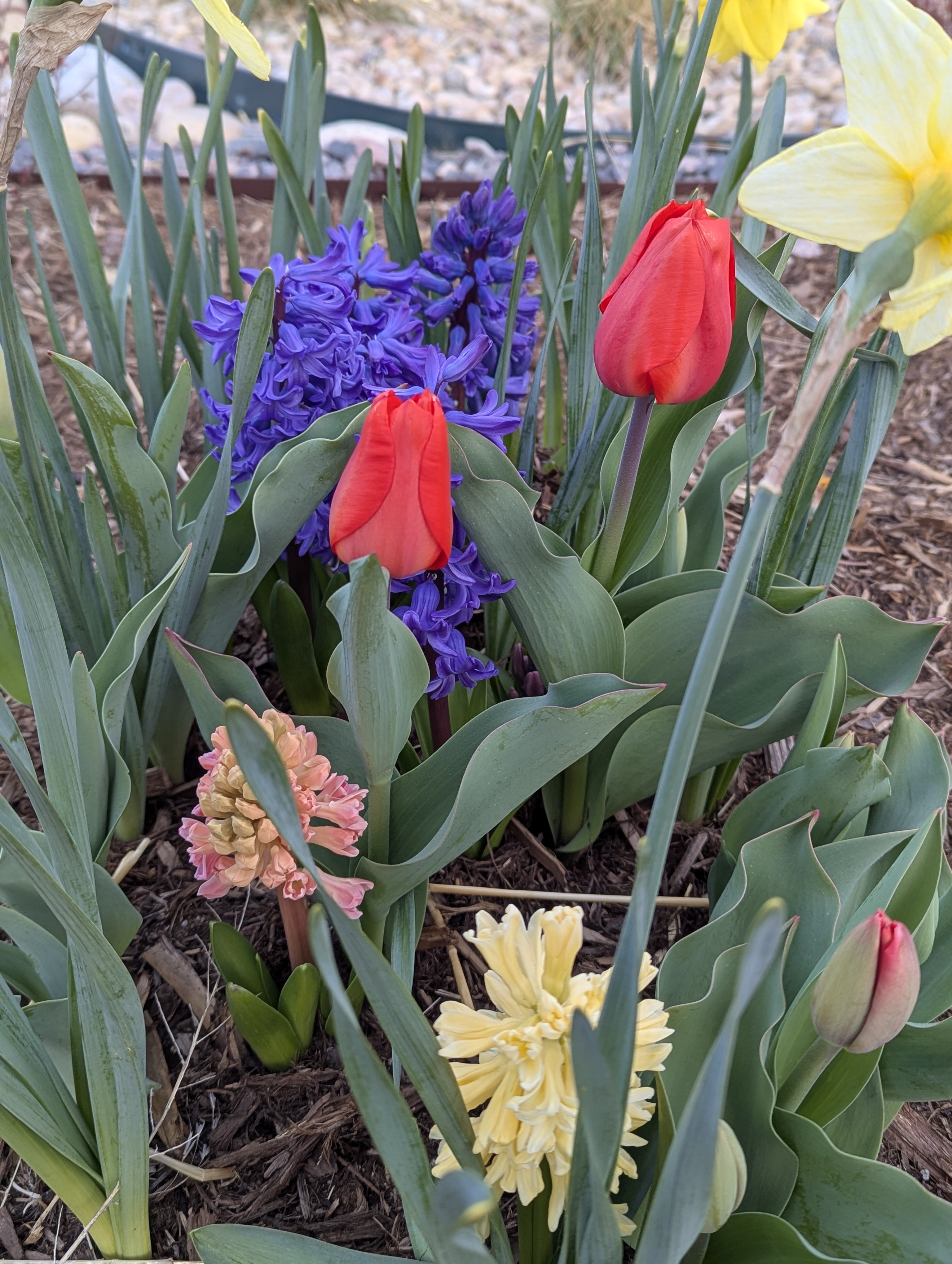 Hyacinth, Daffodils, Tulips, Morrison, Colorado
